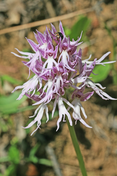 Orchis italica